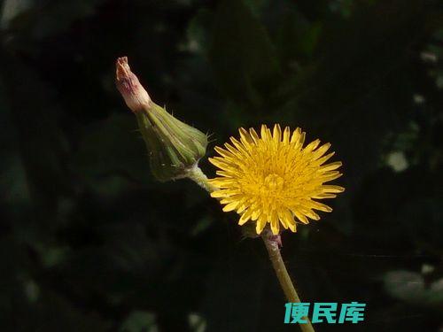 野黄花可以吃吗（野黄花的食用价值分析）