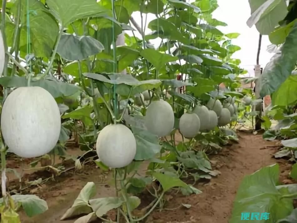 哈密瓜什么时候种植（了解哈密瓜的最佳种植时间）