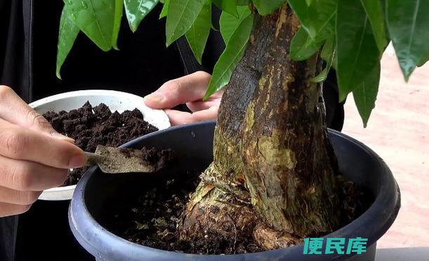 发财树的最佳栽培土壤 (发财树用什么土栽培最好)
