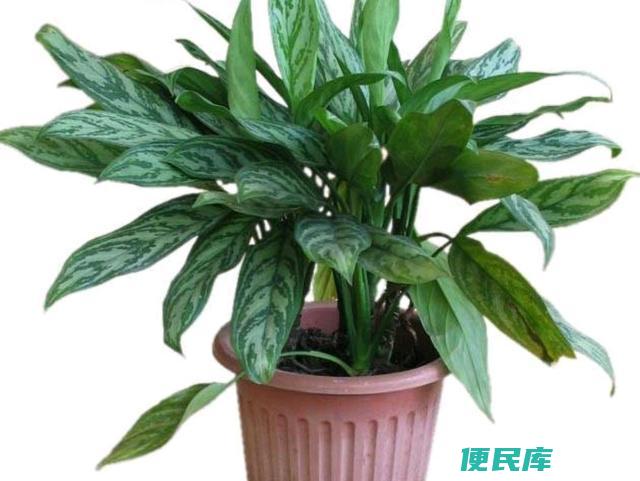 家里种万年青是否吉利（家中种植万年青是否会带来不吉利的气场）