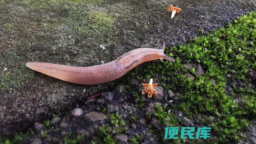 鼻涕虫最怕什么东西（鼻涕虫的天敌和威胁因素）