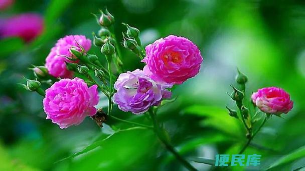 探秘蔷薇与月季的关系 (蔷薇是月季嘛)