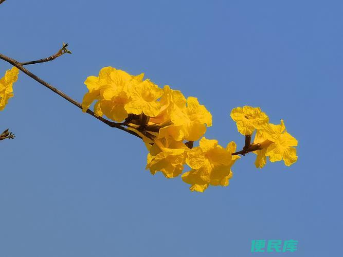 黄花风铃木花语（探索黄花风铃木的花语和象征）