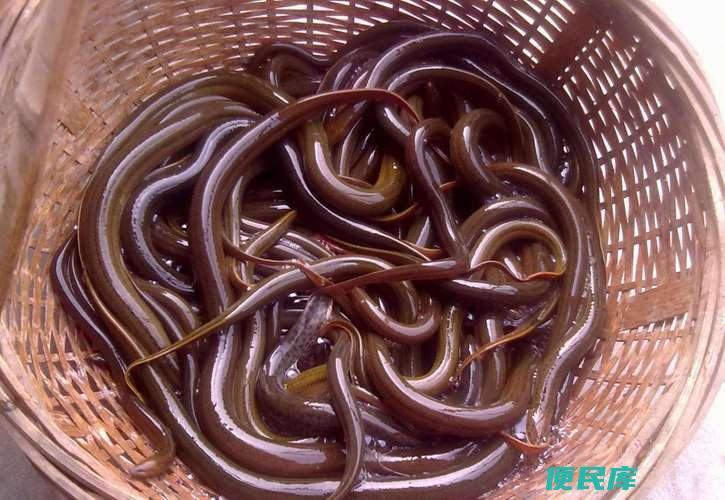 <font color='#ff7200'>鳝鱼是鱼吗（鳝鱼的生物分类和特征）</font>