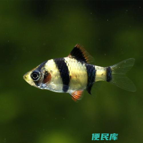 虎皮鱼适宜的水温范围（虎皮鱼饲养的最佳水温探讨）