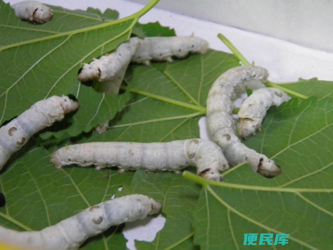 蚕生病了怎么治疗（蚕生病治疗方法与建议）