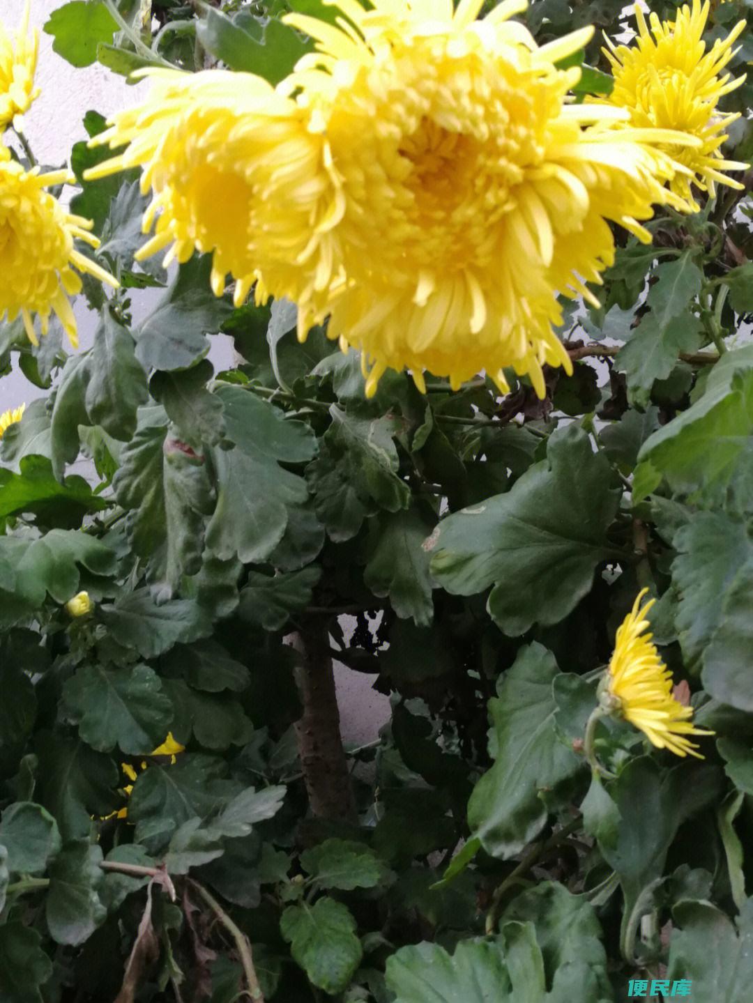 菊花每年开花次数（菊花一年开花几次）