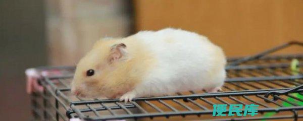 了解仓鼠抽搐的原因（仓鼠抽搐产生的原因探究）