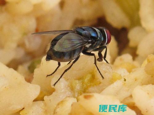 蛆会变成苍蝇吗（蛆体内变成苍蝇的过程和条件探讨）
