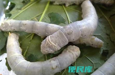 蚕拉稀的应对措施（解决蚕拉稀问题的方法）