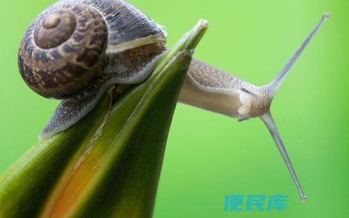蜗牛是卵生动物还是胎生动物（探究蜗牛的生殖方式和繁殖特点）