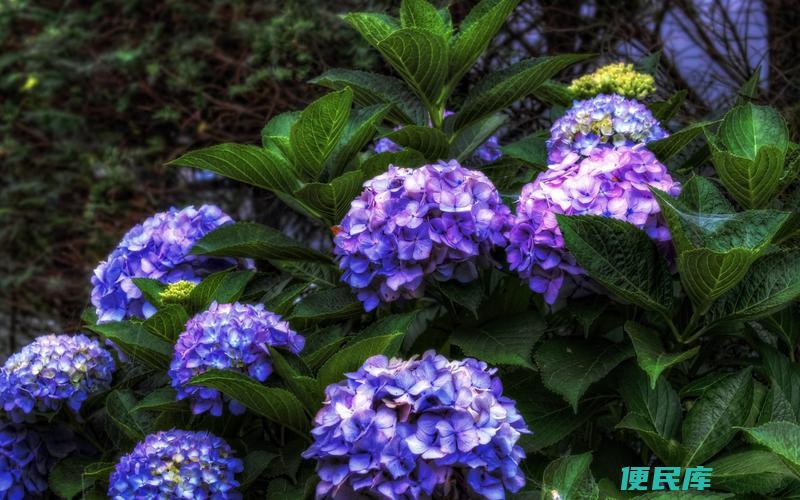绣球花草本还是木本（绣球花是草本植物还是木本植物）