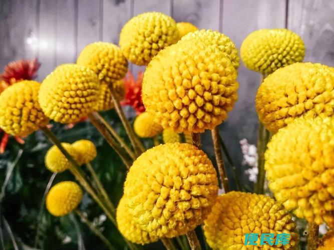 黄金球花语（黄金球的花语和象征意义介绍）