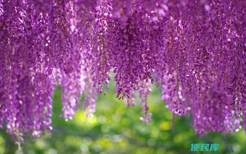 四季盛开的篱笆墙植物（适合全年四季盛开的篱笆墙植物）