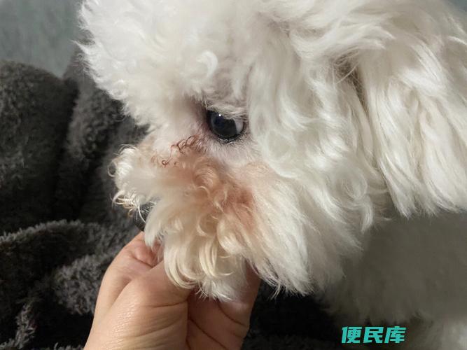 去除比熊泪痕红毛（处理比熊泪痕红毛的方法）