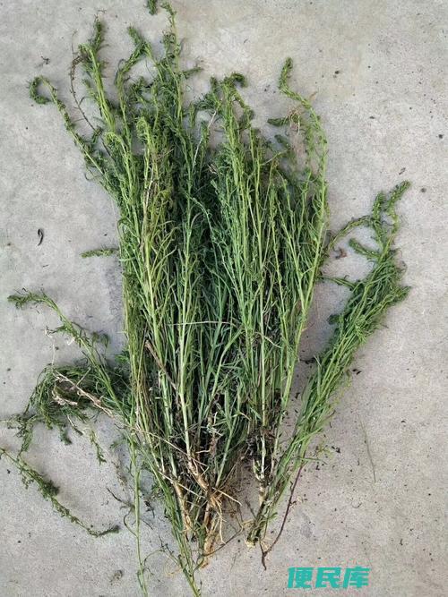 野生麦黄草图片（展示野生麦黄草的图片和特征）