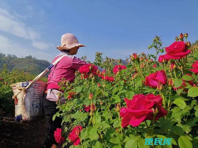 玫瑰采摘是上午还是下午（指导采摘玫瑰花的最佳时间段）