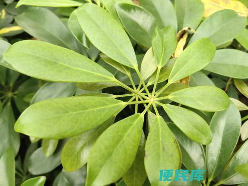 鹅掌藤的养殖技巧（鹅掌藤的养殖方法）