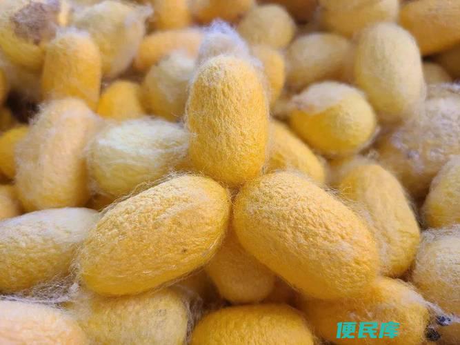 蚕茧多久可以破茧成蝶（蚕茧破茧时间和蝶化过程研究）