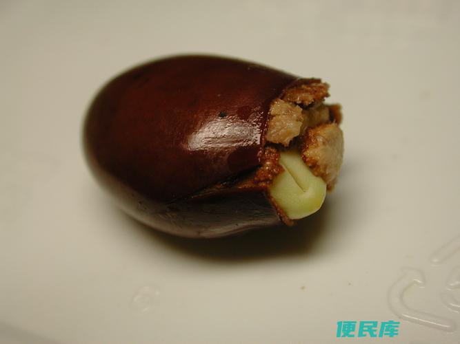 荔枝种子怎么发芽（荔枝种子发芽技巧和方法分享）
