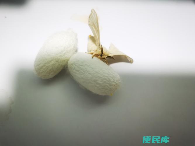 蚕多大开始吐丝结茧（蚕开始吐丝制茧的成长阶段分析）