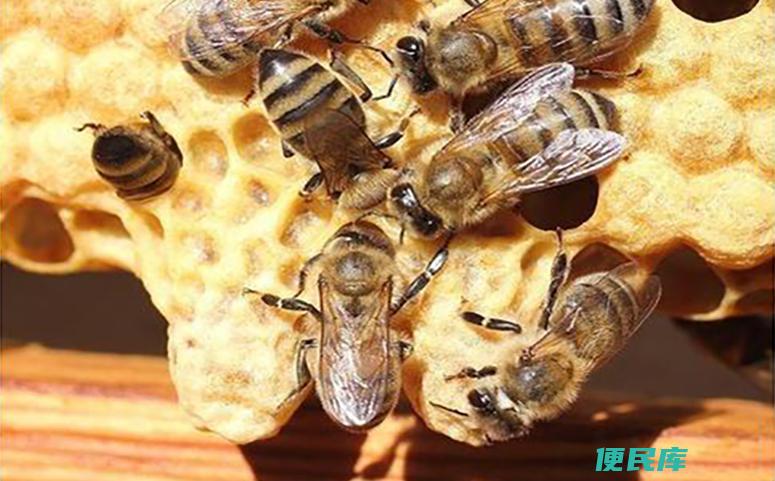 蜜蜂王台封盖几天出来（蜜蜂王台孵化的时间和过程）