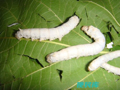 蚕能吃吗（蚕的食物选择和消化能力探究）