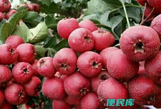 在院子里种植山楂树的利与弊 (山楂树种在院子里好不好)