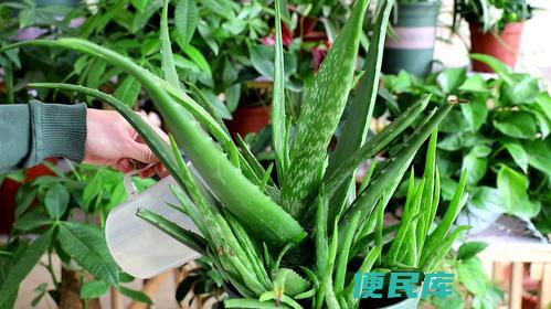 <font color='#ff7200'>家里不能养芦荟的原因（解析家居养芦荟的不利因素）</font>