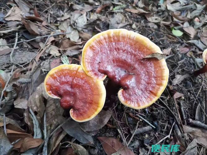 灵芝的最佳保存方法（保存灵芝的最佳方式）