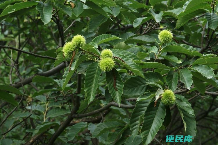 适合板栗树种植的地方（板栗树适合哪里种植）