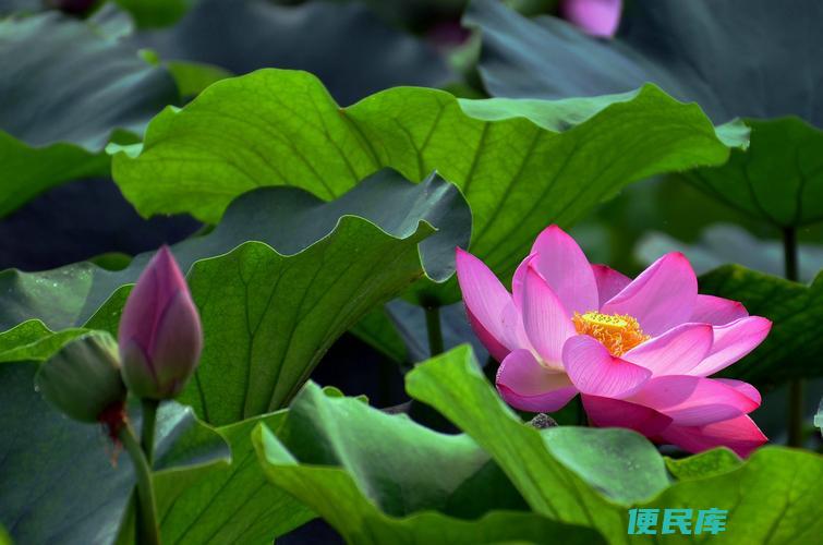 荷花的象征意义（荷花象征着什么精神）