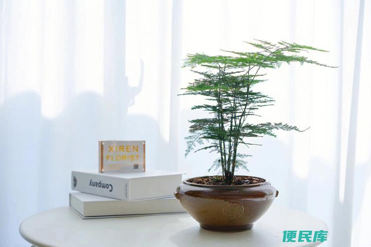 文竹对阳光的喜好程度 (文竹喜欢阳光吗)