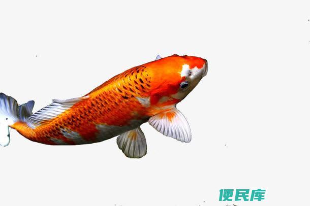 <font color='#ff7200'>鱼产卵的时间是在哪一个月（鱼类的繁殖季节和产卵时机）</font>
