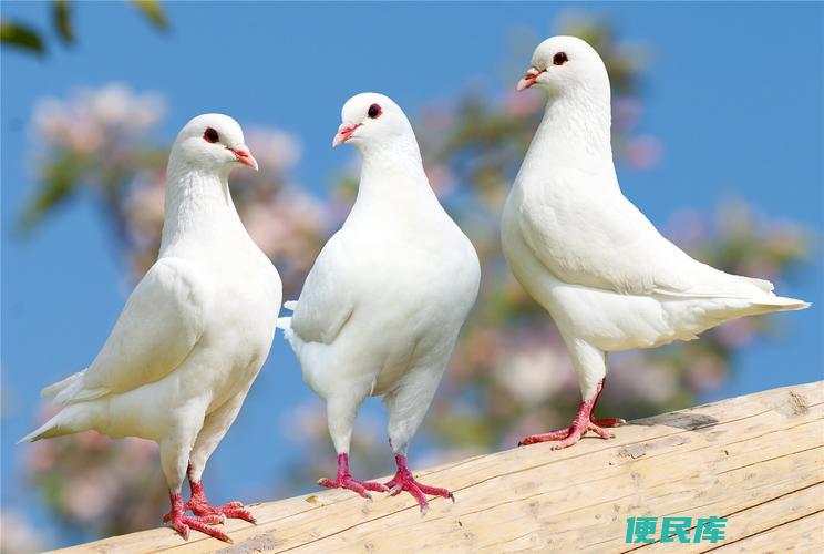 鸽子与鹌鹑的区别解析（鸽子和鹌鹑的区别）