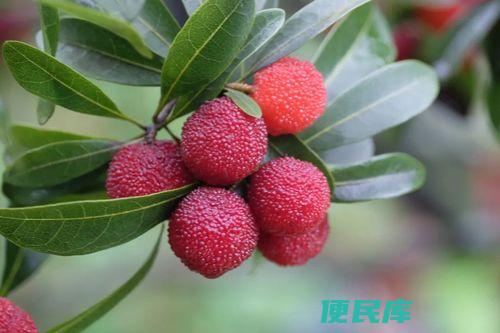 杨梅成熟的季节是几月（杨梅的成熟季节）