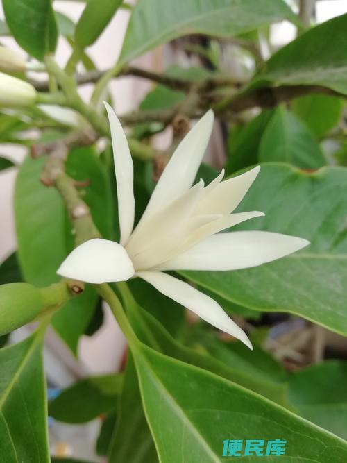 白兰花在风水中的禁忌（揭示白兰花在风水学中的禁忌事项）