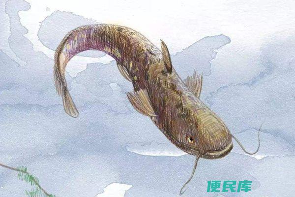 鲇和鲶的区别（比较鲇鱼和鲶鱼的特征和区别）