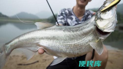 路亚公认钓翘嘴最快的钓法（路亚钓法中被公认为最快捕获翘嘴鱼的技巧）
