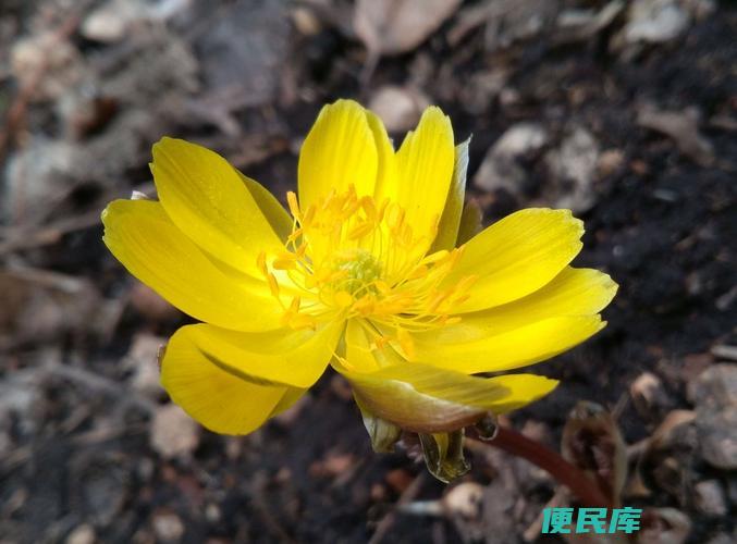 冰凌花是什么花（冰凌花的植物分类和特征）