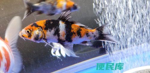 观赏鱼烂尾烂鳍烂鳞用什么药（治疗观赏鱼烂尾烂鳍烂鳞的药物）