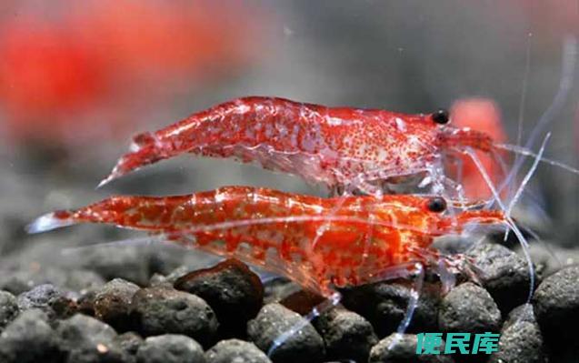 观赏虾适宜的水温（观赏虾适合生活的水温是多少）