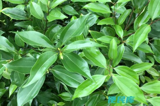 龙脑樟树适合哪些地方种植（适宜种植龙脑樟树的地理环境要求）