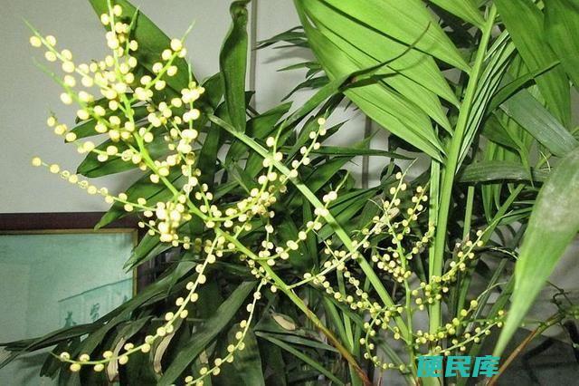保密袖珍椰子的开花（如何保守袖珍椰子的开花情况）