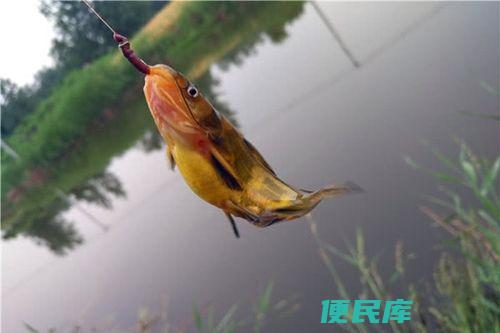 钓黄辣丁用什么窝料（钓黄辣丁时最适合的窝料选择）