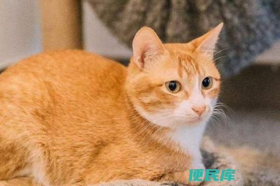 养橘猫的<font color='#ff7200'>禁忌</font>原则 （养橘猫时需要避免的十个忌讳）
