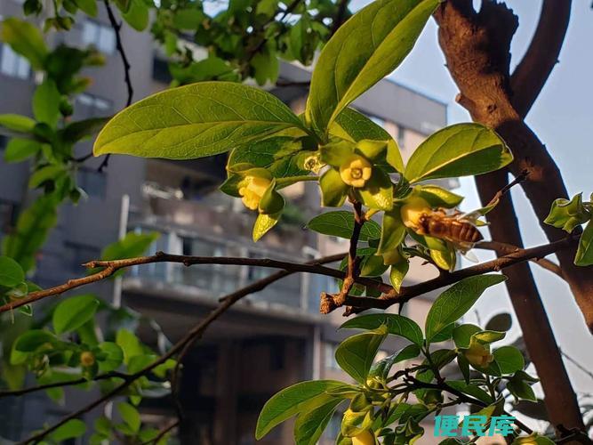 金弹子公母花区别