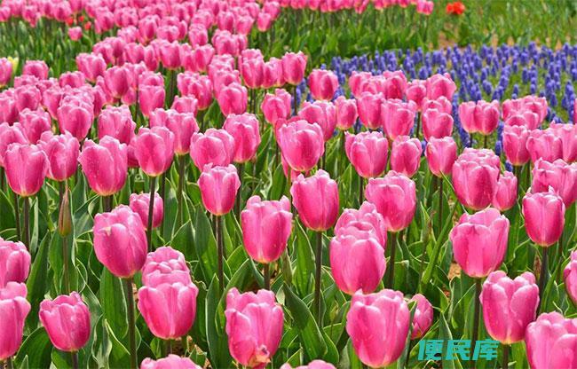 郁金香花语
