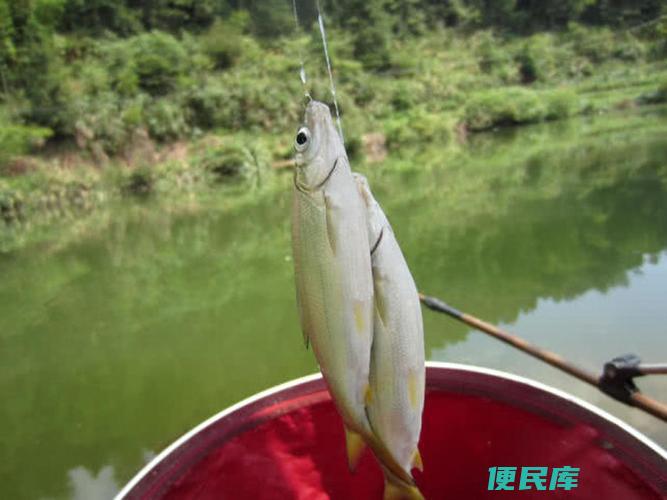 钓黄尾鱼绝杀饵料配方（制霸黄尾鱼的终极配方）