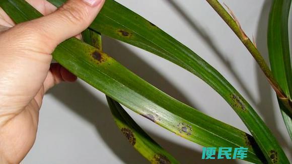 兰花黑斑病最简单的治疗方法（兰花黑斑病的成因）